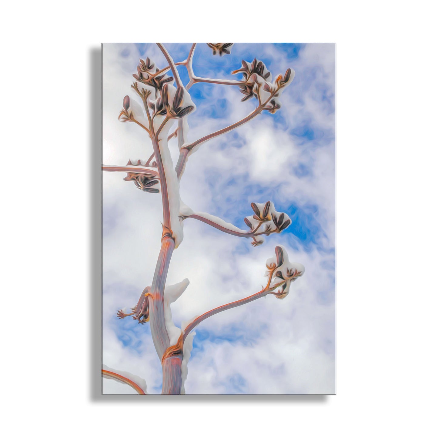 Wonderful winter art in a desert canyon! This is a snow-laden century plant in Box Canyon of the Santa Rita Mountains, Tucson Arizona planet Earth!&nbsp; Original, unique signed art by Murray Bolesta.