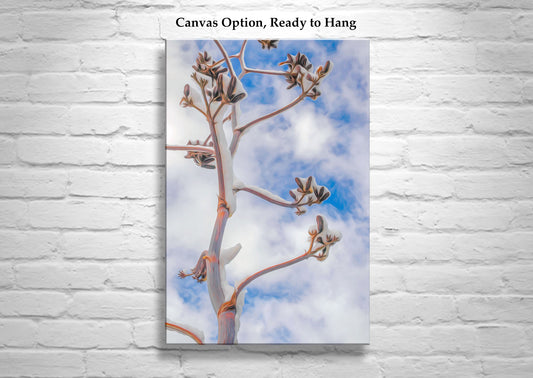 Desert Winter Art Print | Minimalist Century Plant Agave Picture