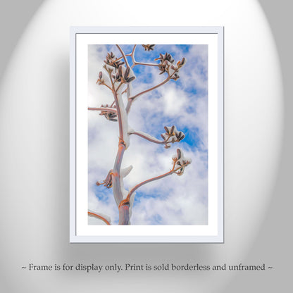 Desert Winter Art Print | Minimalist Century Plant Agave Picture