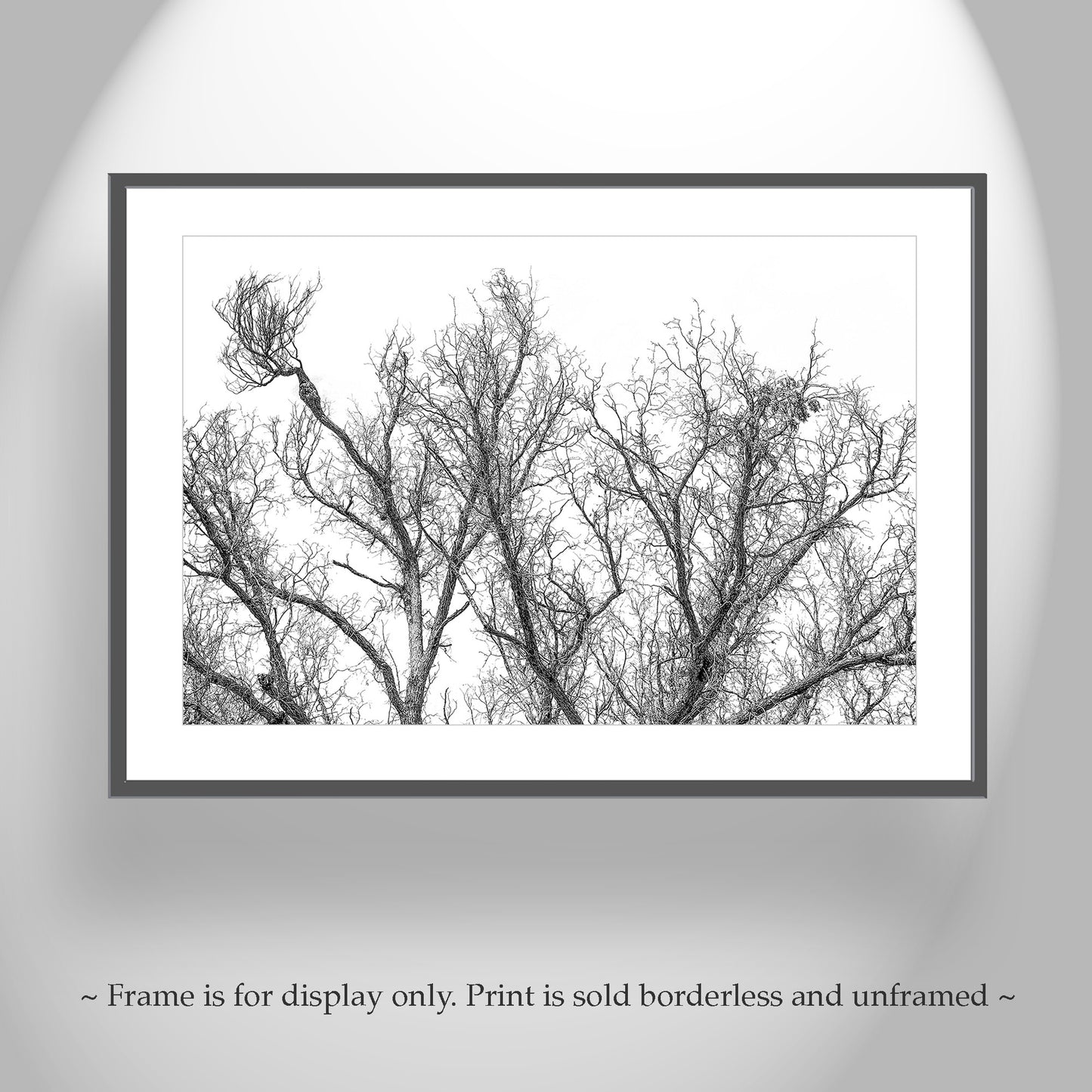 Black and White Winter Tree Print | Arizona Border Minimalist Nature