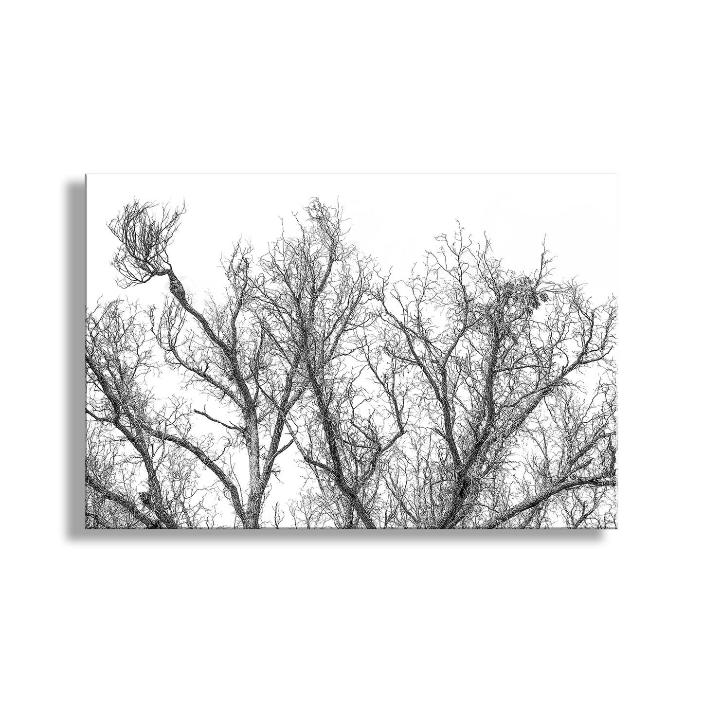 Black and white image of leafless tree branches against a white background. Black and White Winter Tree Art Print in Arizona Mexico Border Canyon