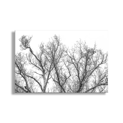 Black and white image of leafless tree branches against a white background. Black and White Winter Tree Art Print in Arizona Mexico Border Canyon
