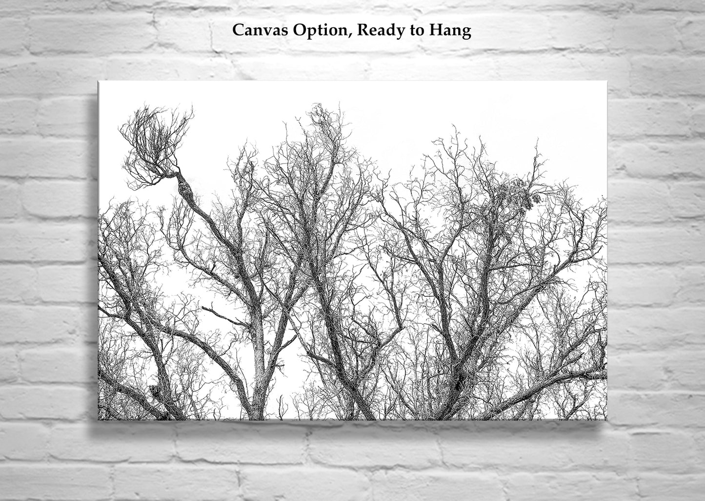 Black and White Winter Tree Print | Arizona Border Minimalist Nature