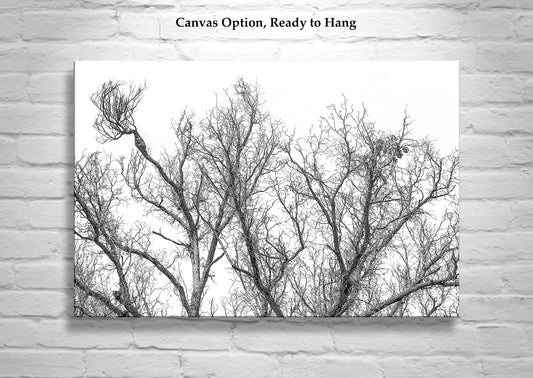 Black and White Winter Tree Print | Arizona Border Minimalist Nature