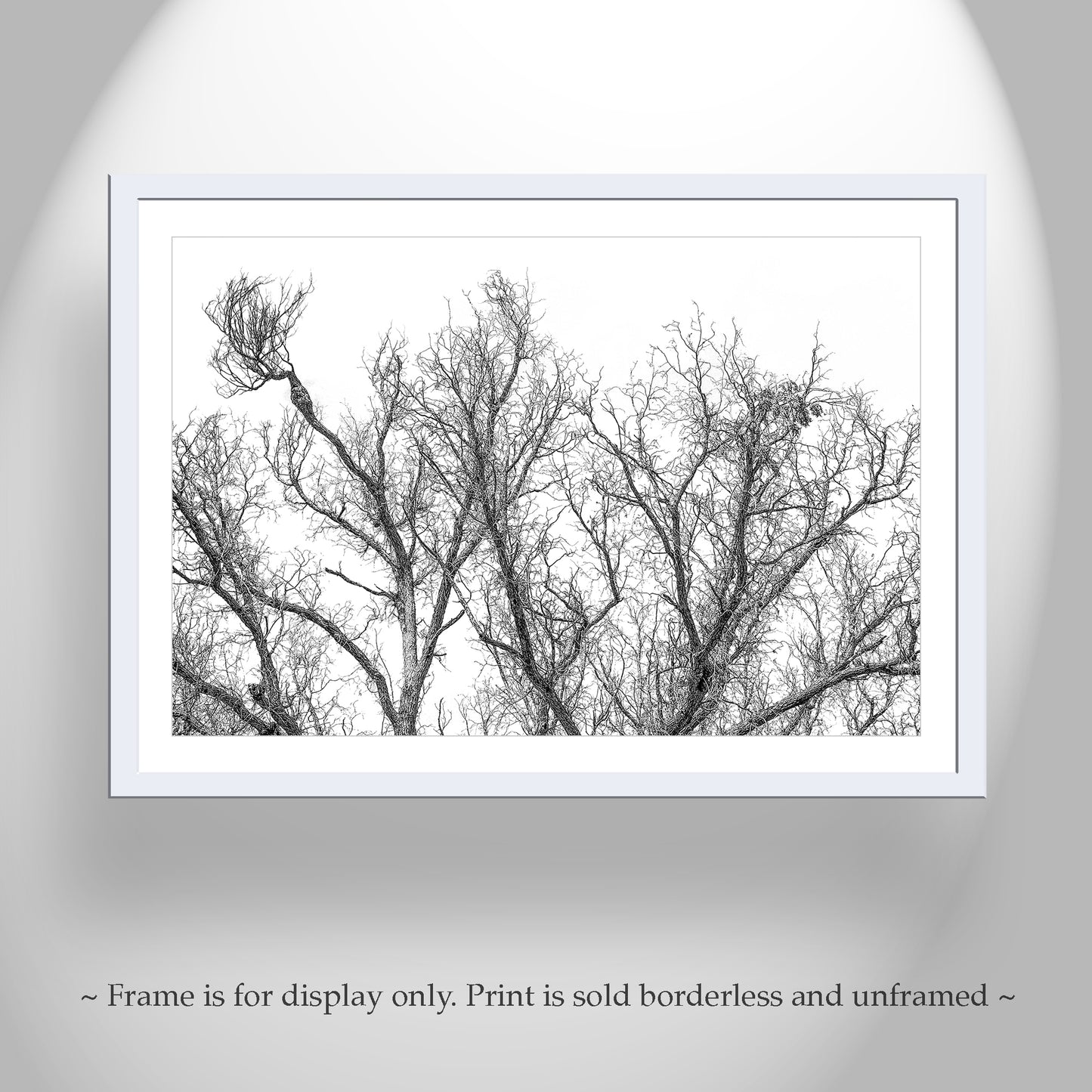 Black and White Winter Tree Print | Arizona Border Minimalist Nature