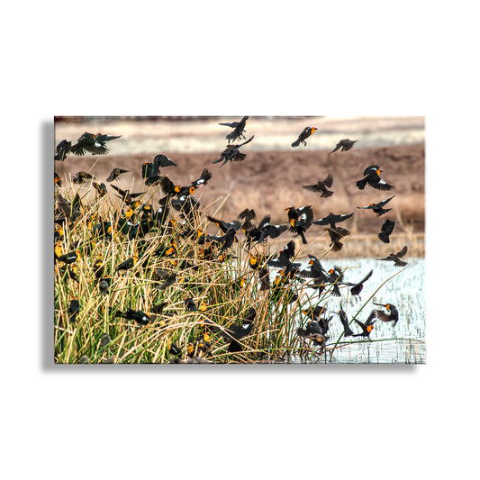Flock of Wetland Birds Art | Yellow Headed Blackbirds in Arizona