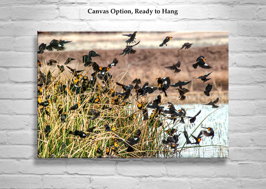 Flock of Wetland Birds Art | Yellow Headed Blackbirds in Arizona