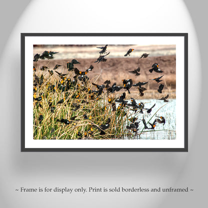 Flock of Wetland Birds Art | Yellow Headed Blackbirds in Arizona
