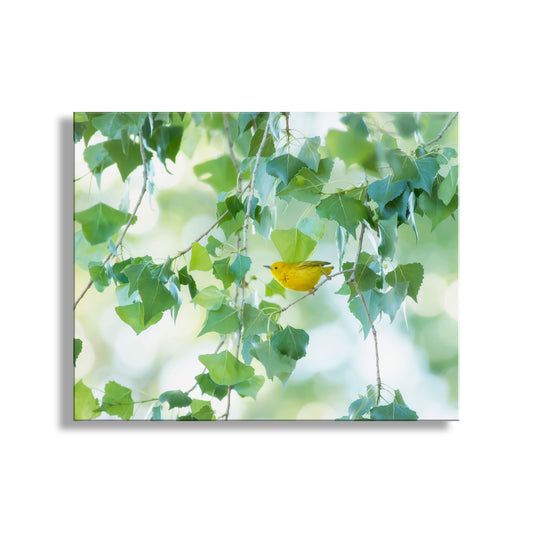 Warbler Bird Photo Art in Spring Nature Cottonwood Tree