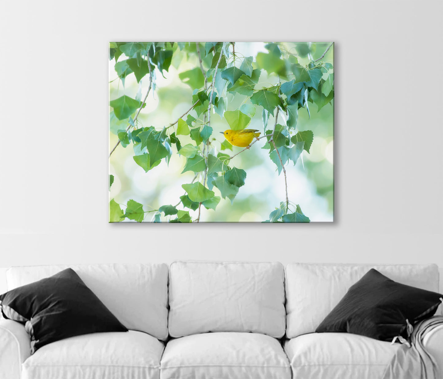 Warbler Bird Photo Art in Spring Nature Cottonwood Tree