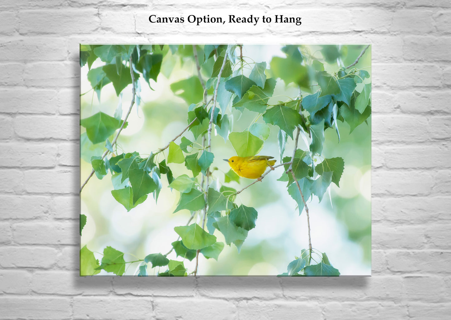 Warbler Bird Photo Art in Spring Nature Cottonwood Tree