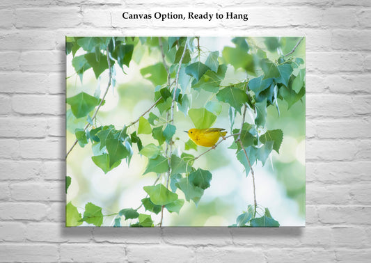 Warbler Bird Photo Art in Spring Nature Cottonwood Tree