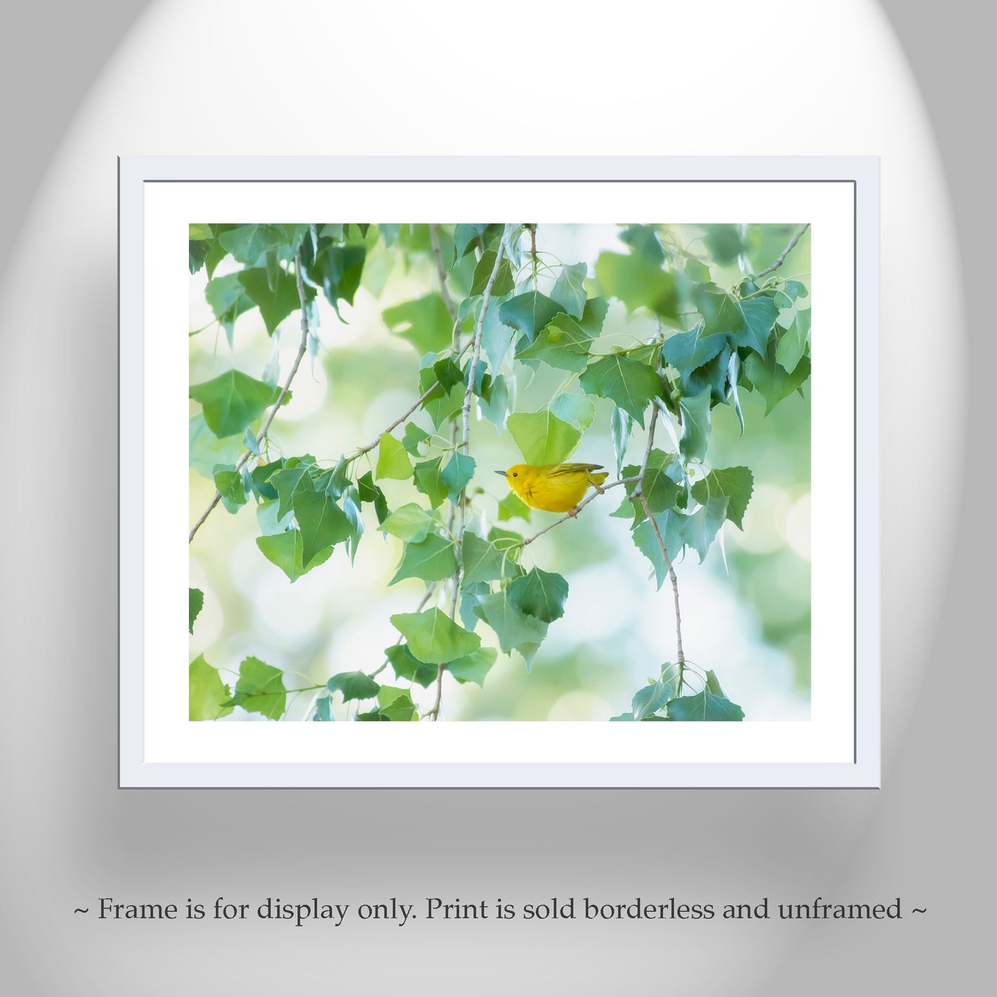 Warbler Bird Photo Art in Spring Nature Cottonwood Tree