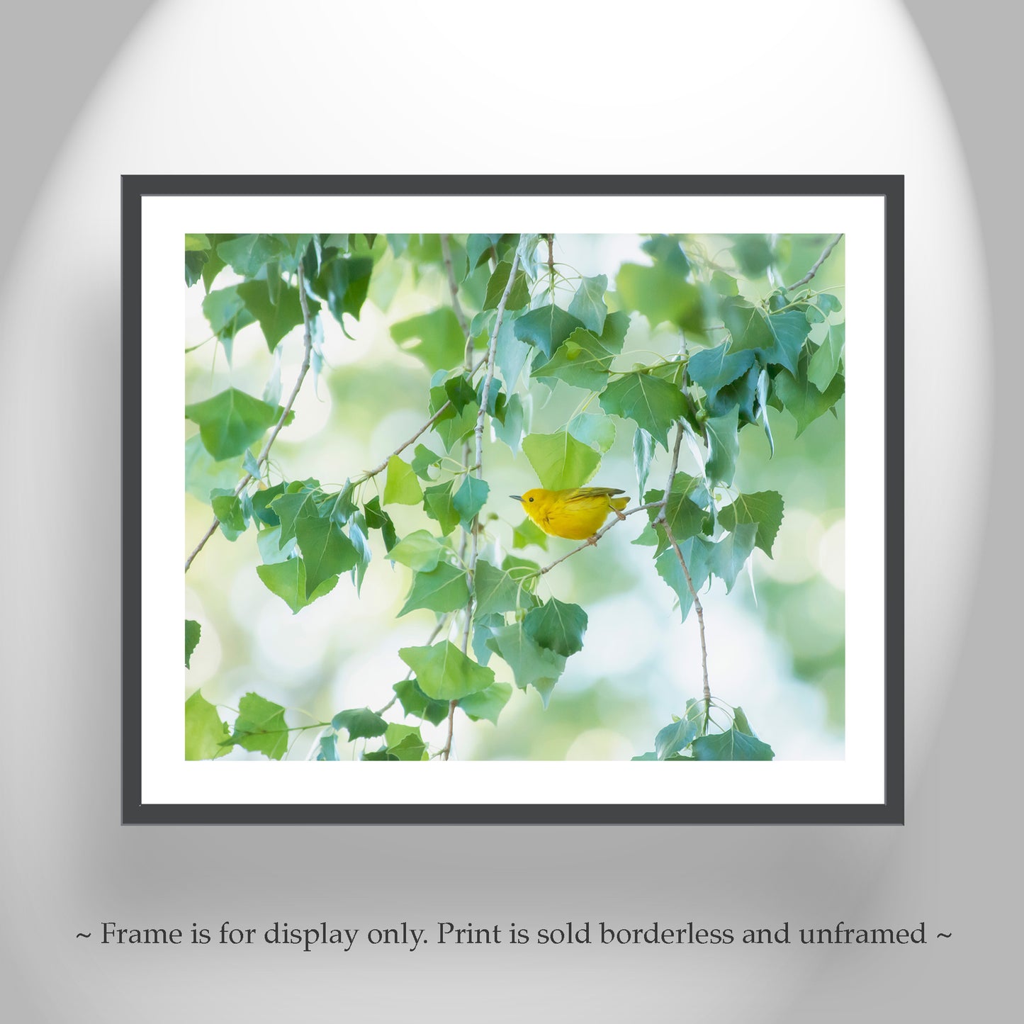 Warbler Bird Photo Art in Spring Nature Cottonwood Tree