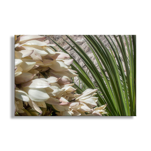 Desert Yucca Flower Art | Botanical Southwest Style Wall Decor