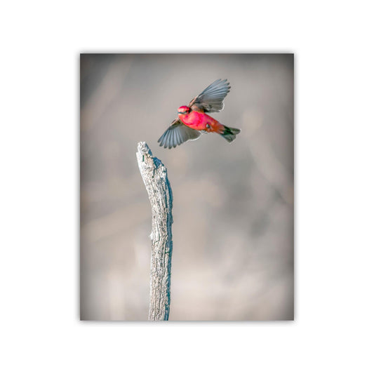 Vermilion Flycatcher Bird Art Print | Arivaca Cienega Arizona