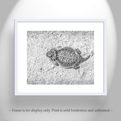 Desert Horned Lizard Wall Art | Arizona Wildlife Art Print