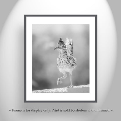 Desert Roadrunner Bird Art – Black and White Arizona Wildlife Print