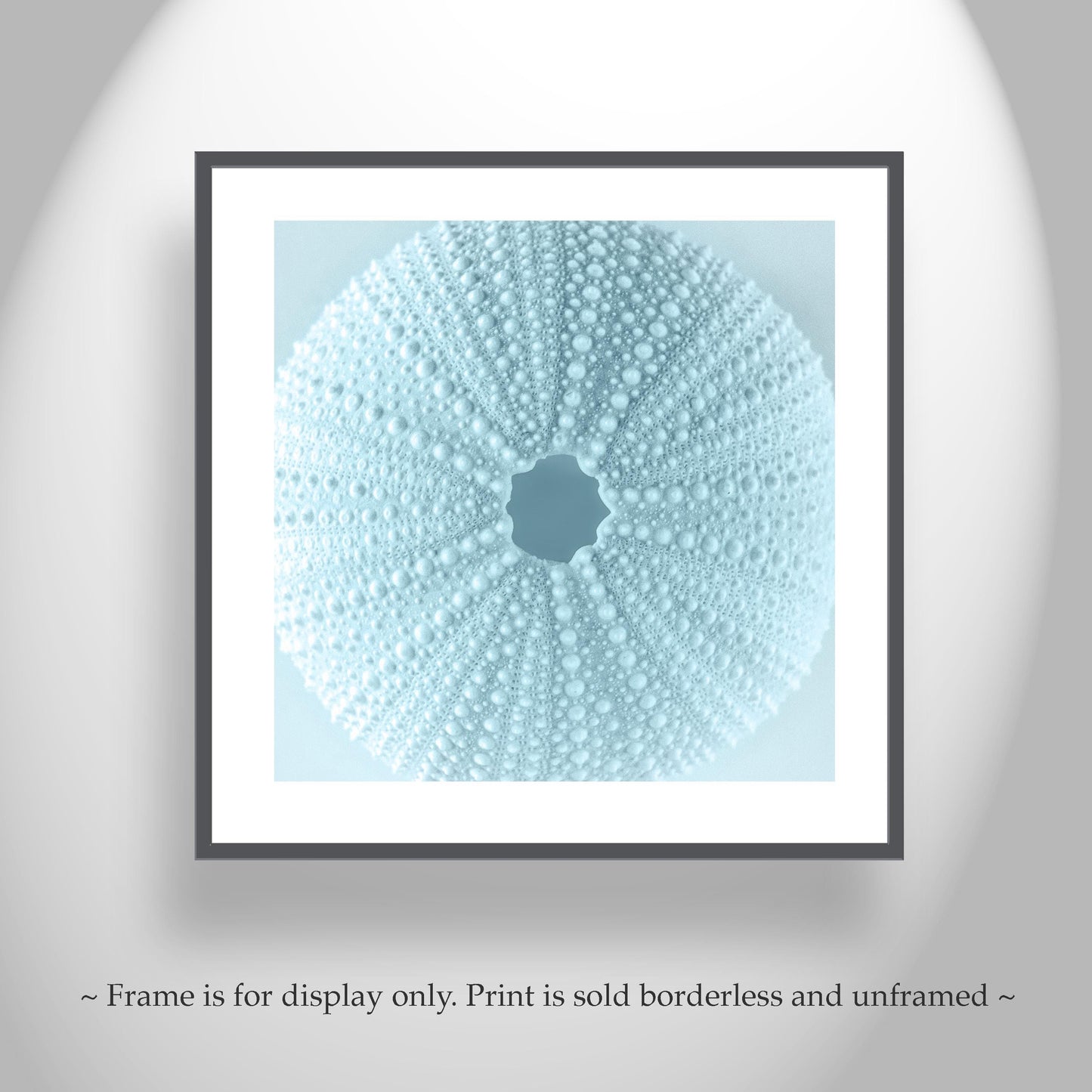 Sea Urchin Seashell in Pastel Blue as Bath Decor Gift Art