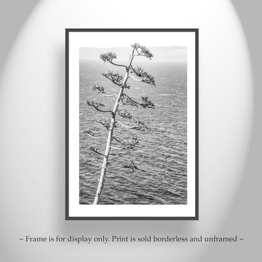Big Sur Agave Black and White Big Sur Photograph on California Coast