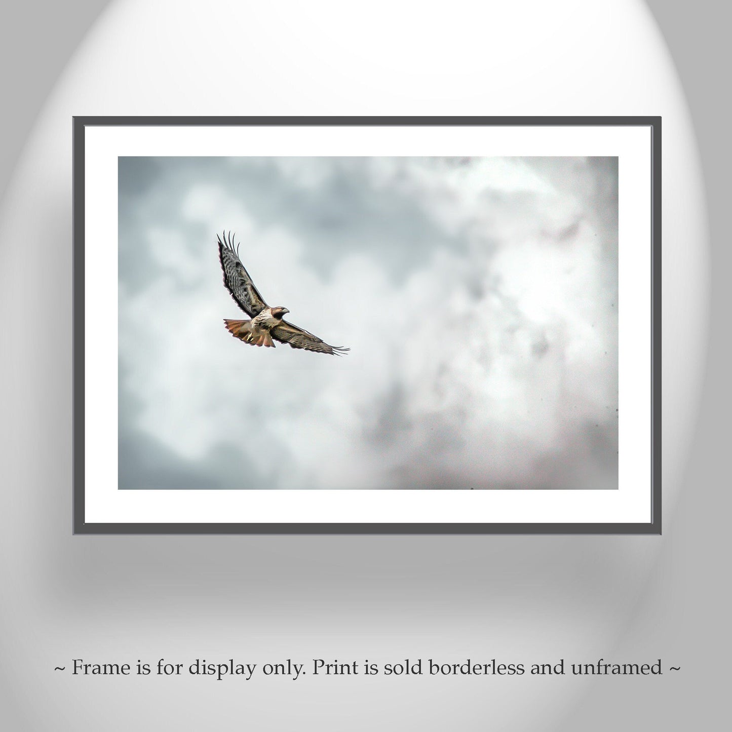 Red Tailed Hawk Wildlife Fine Art | Bird in Flight Art Print