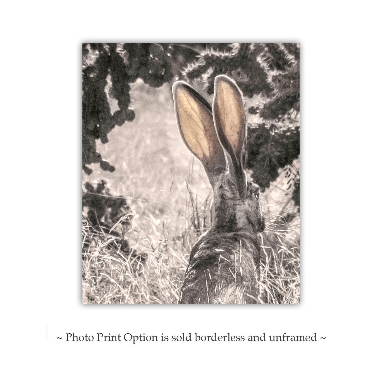 Desert Jackrabbit Art Print | Arizona Wildlife Art | Cholla Cactus