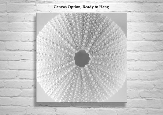 Minimalist Sea Urchin Wall Art in Black and White for Bathroom