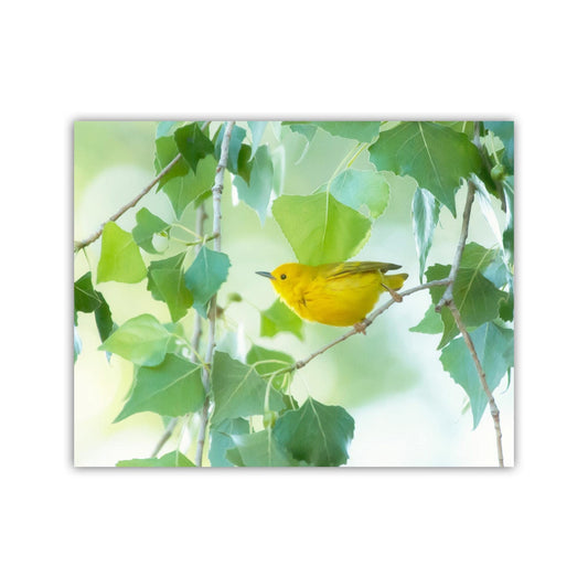 Yellow Warbler Bird in Cottonwood Tree – Colorful Spring Wall Art
