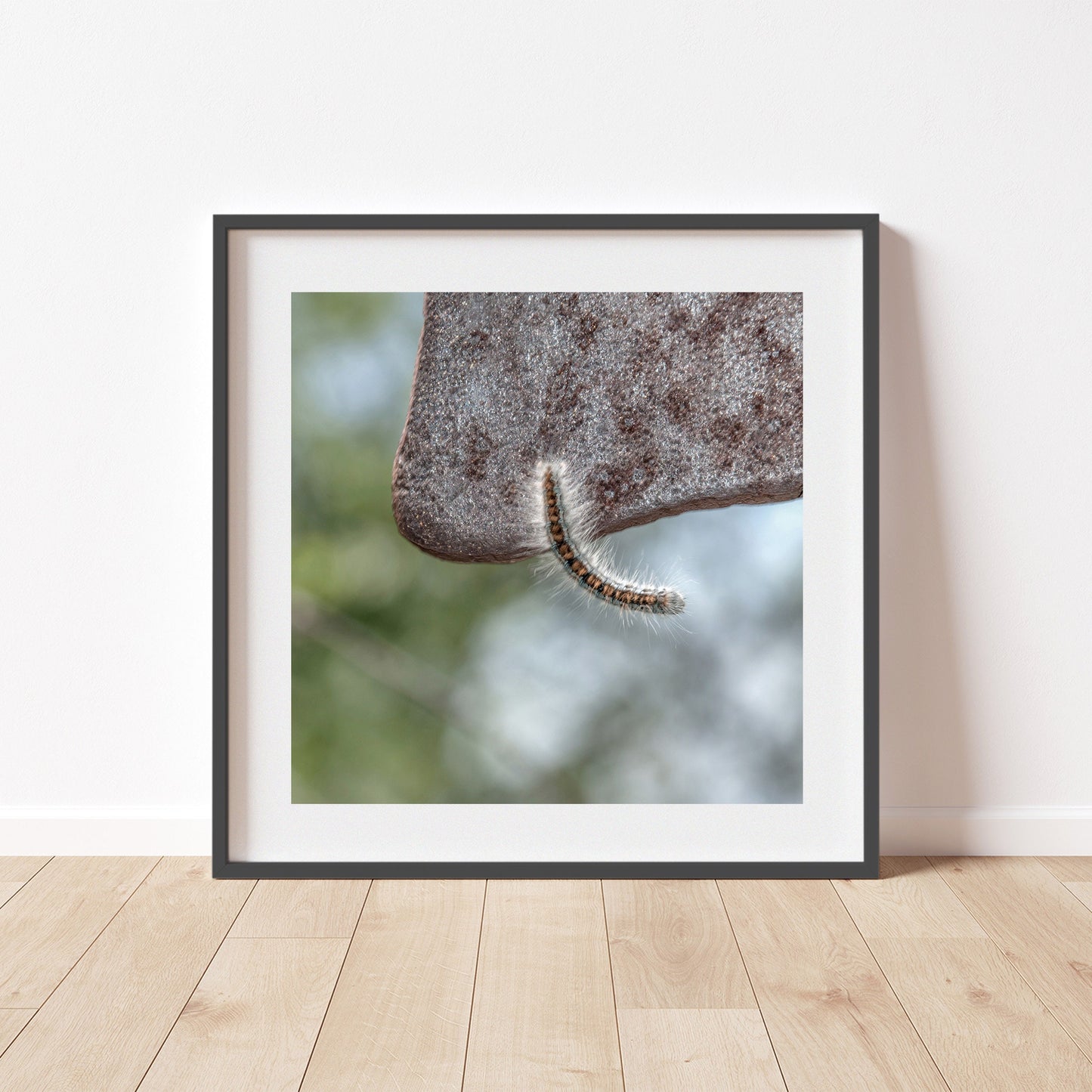 Caterpillar Art Set – 4 Nature Prints | Cute Nature Photos