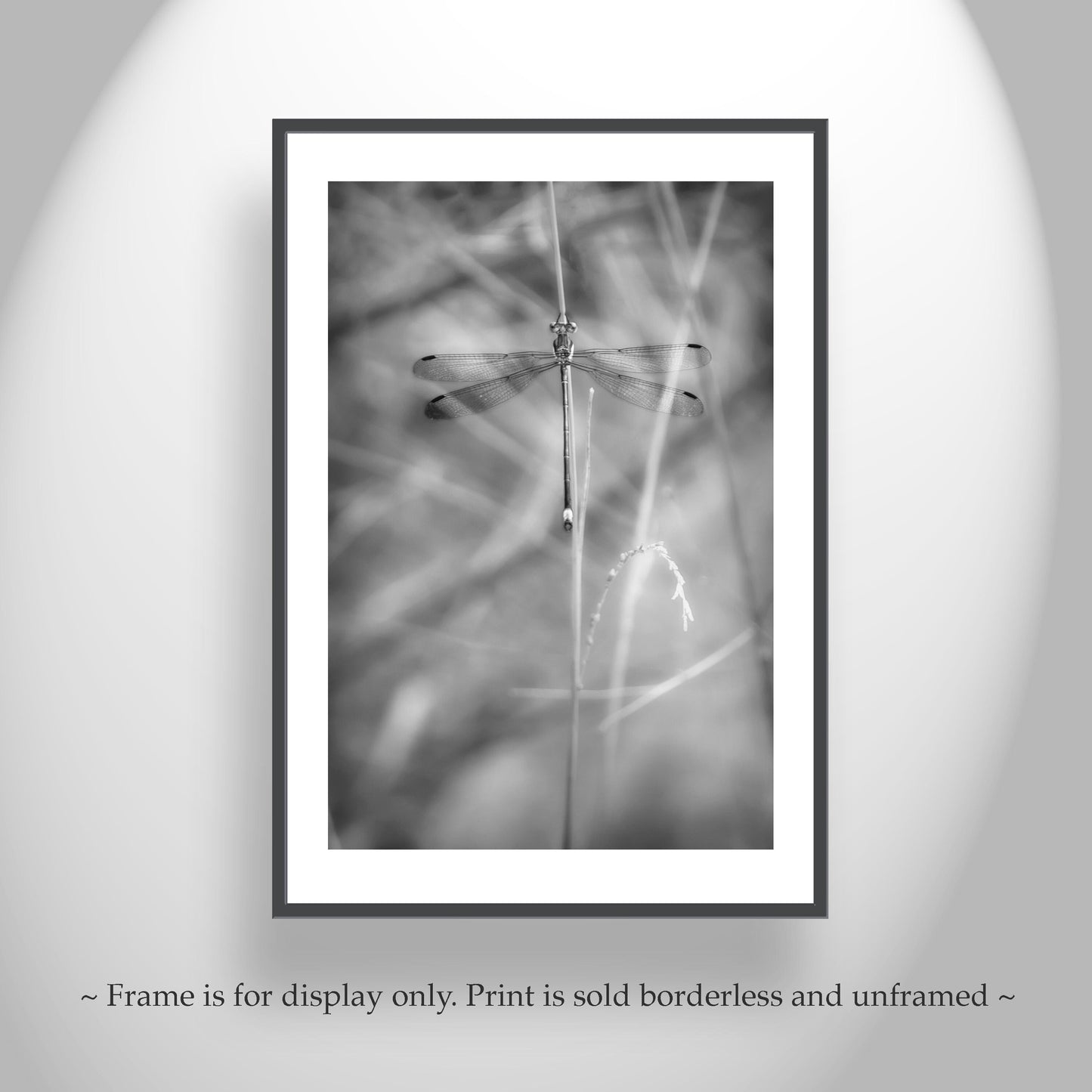 Elegant Damselfly Art Print | Black and White Fine Art