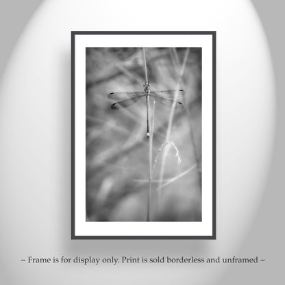Elegant Damselfly Art Print | Black and White Fine Art