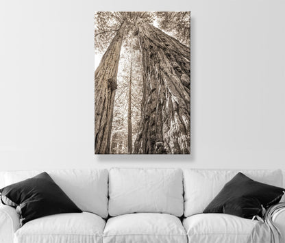 Big Basin Santa Cruz Redwood Forest Art – Sepia Vertical Tree Photo