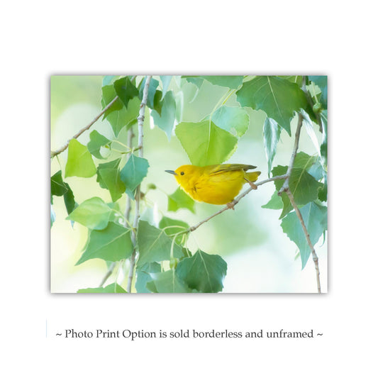 Yellow Warbler Bird in Cottonwood Tree – Colorful Spring Wall Art