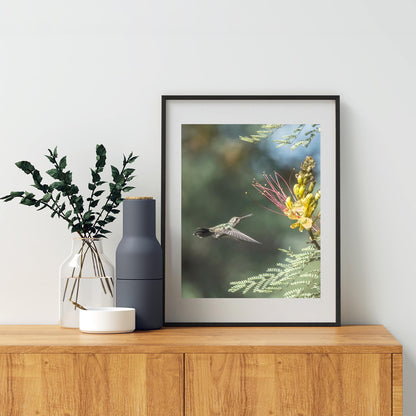 Hummingbird Artwork Art Print with Bird in Flight | Tucson Arizona Birds