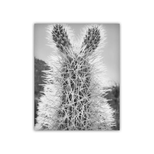 Tucson Arizona Cholla Cactus Art – Fine Art Southwestern Desert Art