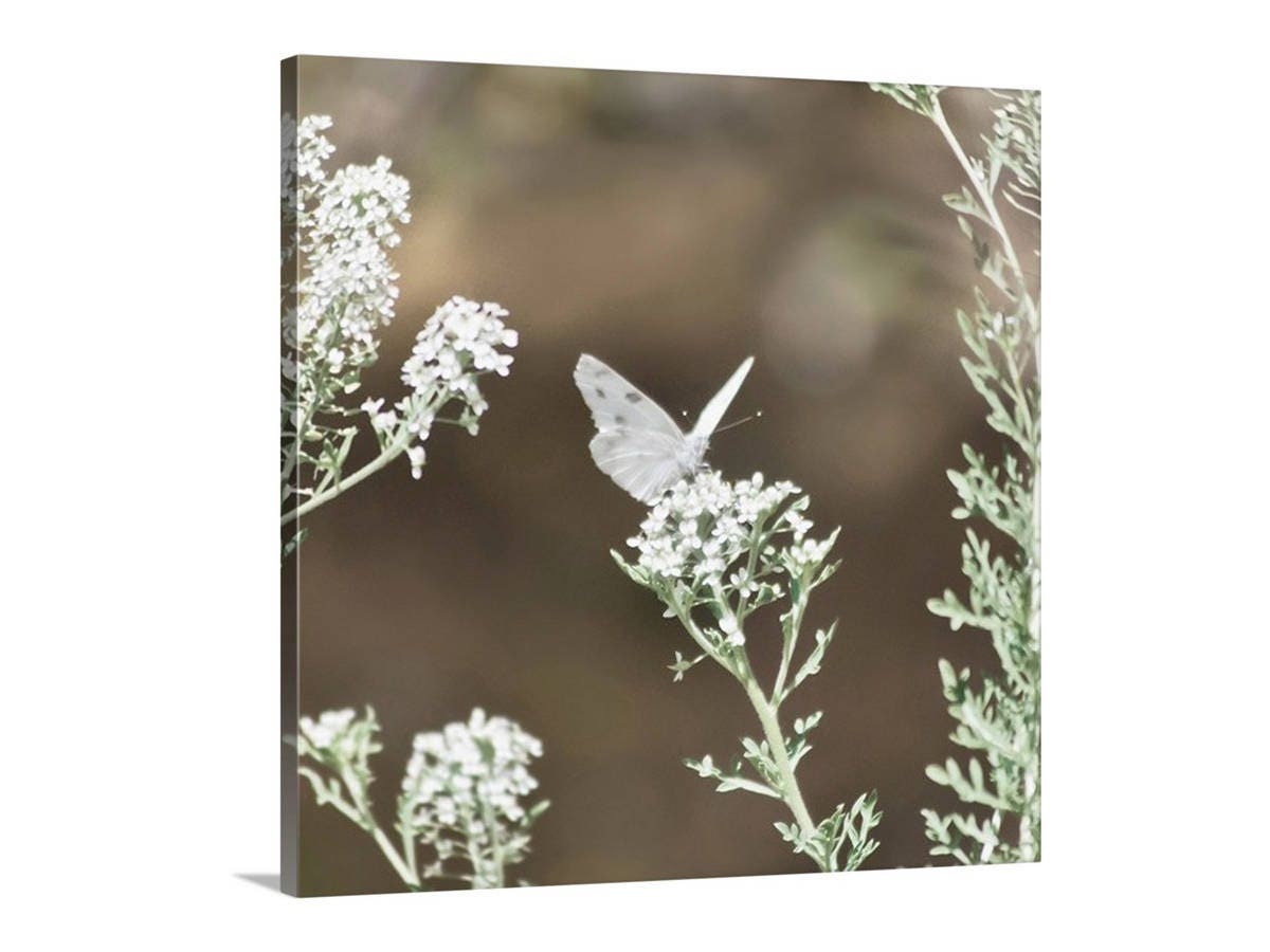 A white butterfly with black spots is perched on a delicate white flower, surrounded by other white flowers in a natural setting. White Butterfly Wall Art - Peaceful Arizona Nature Photography Print