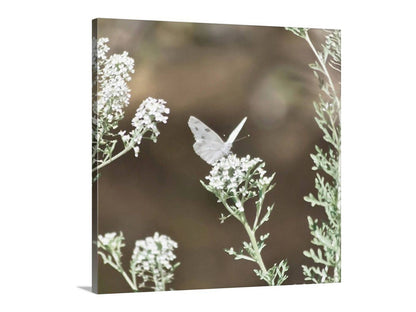 White Butterfly Photo – Peaceful Arizona Nature Wall Art