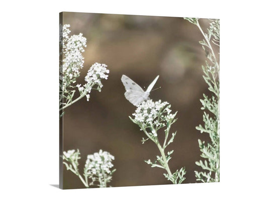 White Butterfly Photo – Peaceful Arizona Nature Wall Art