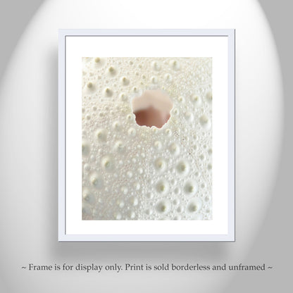 Sea Urchin Fine Art Print | Abstract Wall Decor for Bathroom