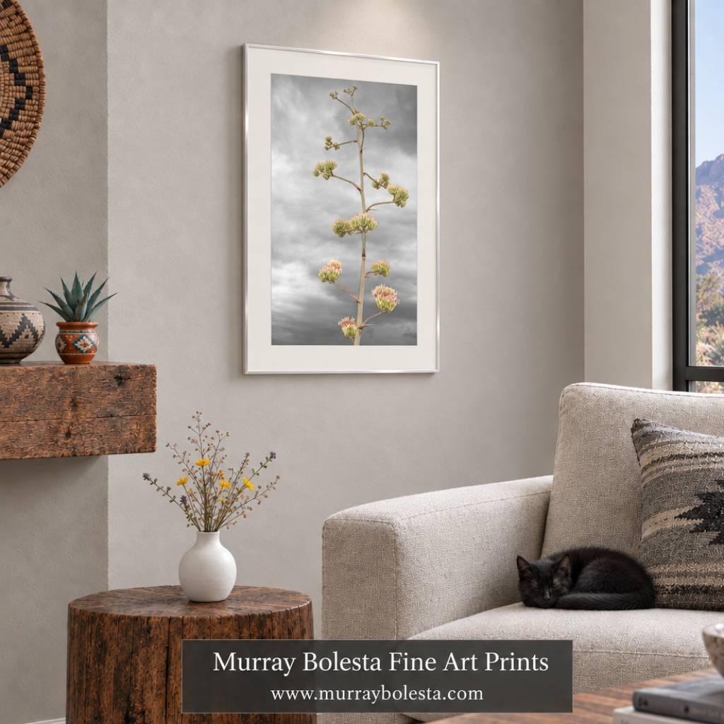 agave botanical art by Murray Bolesta