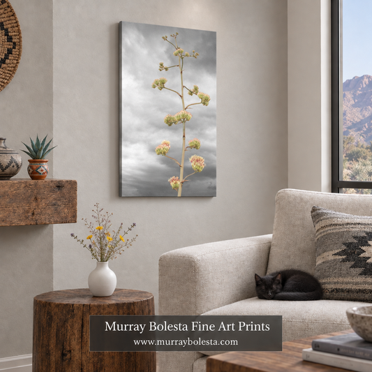 agave botanical art by Murray Bolesta