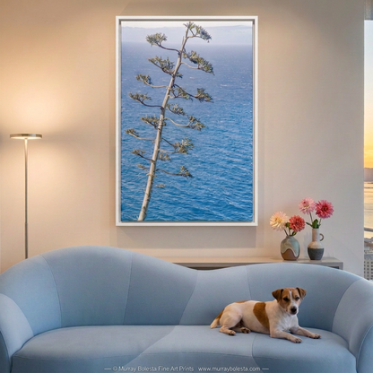 Big Sur Ocean Agave plant, botanical art print by Murray Bolesta.