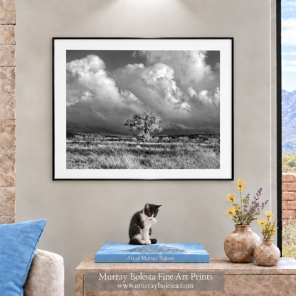 Arivaca Arizona Cienega Cottonwood Tree in Black and White by Murray Bolesta