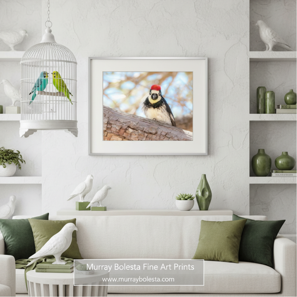 A close-up photograph of a woodpecker perched on a tree branch, with its distinctive red crest and black and white plumage visible. Acorn Woodpecker Bird Photo | Tucson Madera Canyon Framed Art by Murray Bolesta