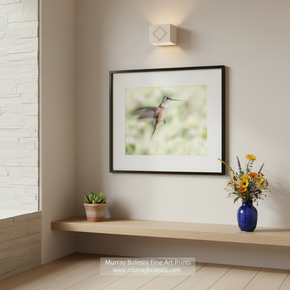 A hummingbird in mid-flight, with its wings spread wide, against a blurred green background.Flying Hummingbird Picture - Elegant Bird Wall Decor Print by Murray Bolesta
