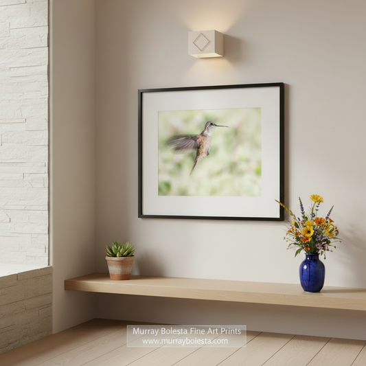 A hummingbird in mid-flight, with its wings spread wide, against a blurred green background.Flying Hummingbird Picture - Elegant Bird Wall Decor Print by Murray Bolesta