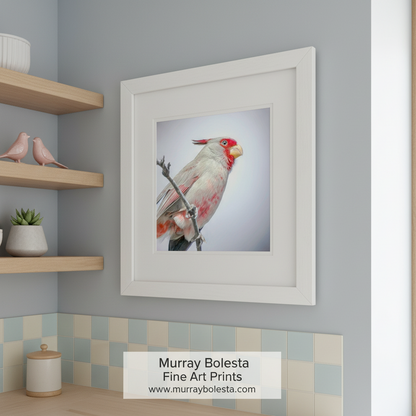 A red and white bird perched on a branch against a light background. Desert Cardinal Art | Pastel Pyrrhuloxia Bird Square Print by Murray Bolesta