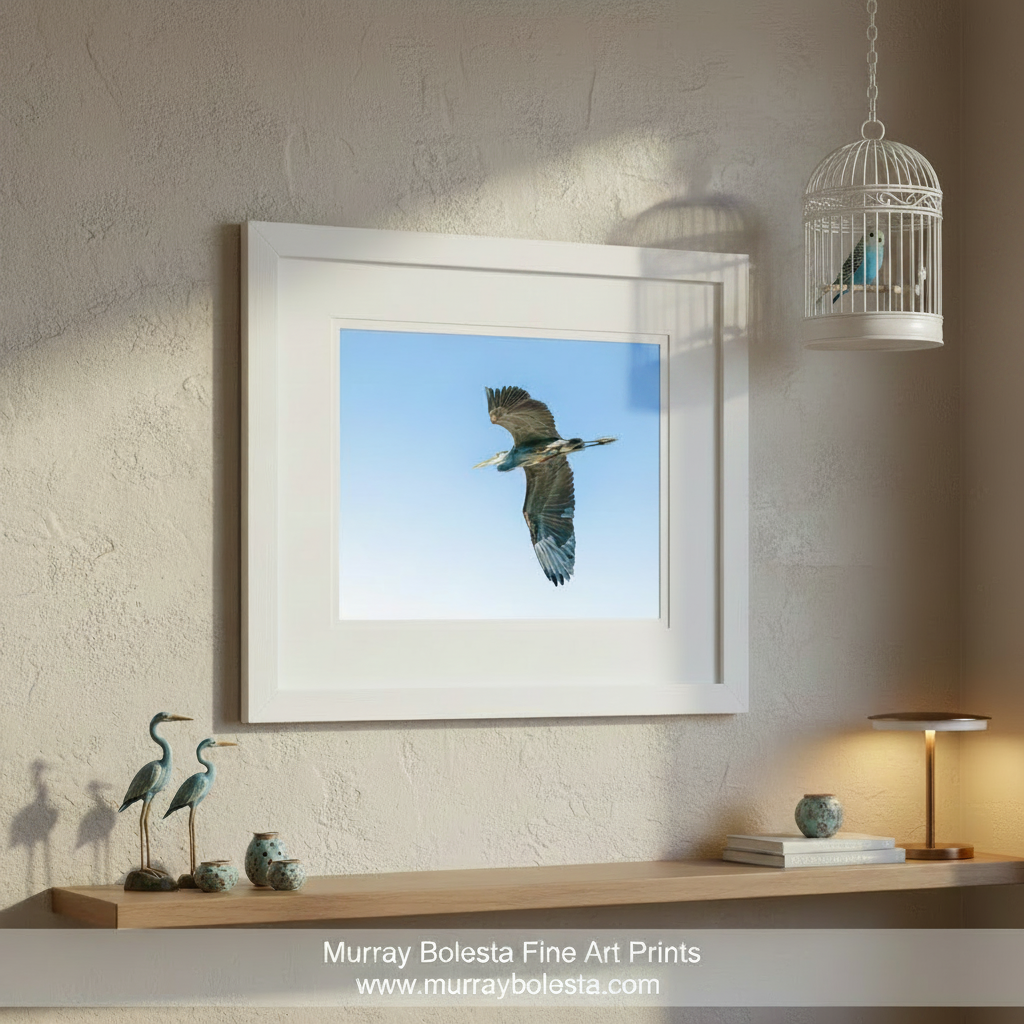 A large blue heron soars through a clear blue sky, its wings spread wide as it glides effortlessly above the landscape. Blue Heron Art | Flying Bird Minimalist Wildlife Photography by Murray Bolesta