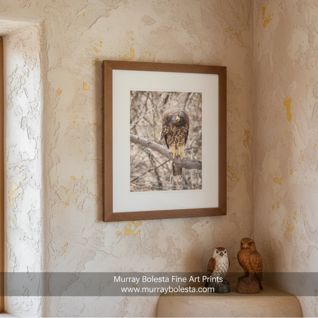 A brown and black bird, possibly a hawk, perched on a branch in a natural setting. Harris Hawk Art | Arizona Desert Bird Photography Wall Print by Murray Bolesta!