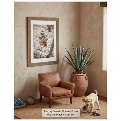 A brown and white bird of prey, likely a hawk, perched on a tree branch in a natural setting. Harris Hawk Art | Arizona Desert Bird Photography Wall Print by Murray Bolesta